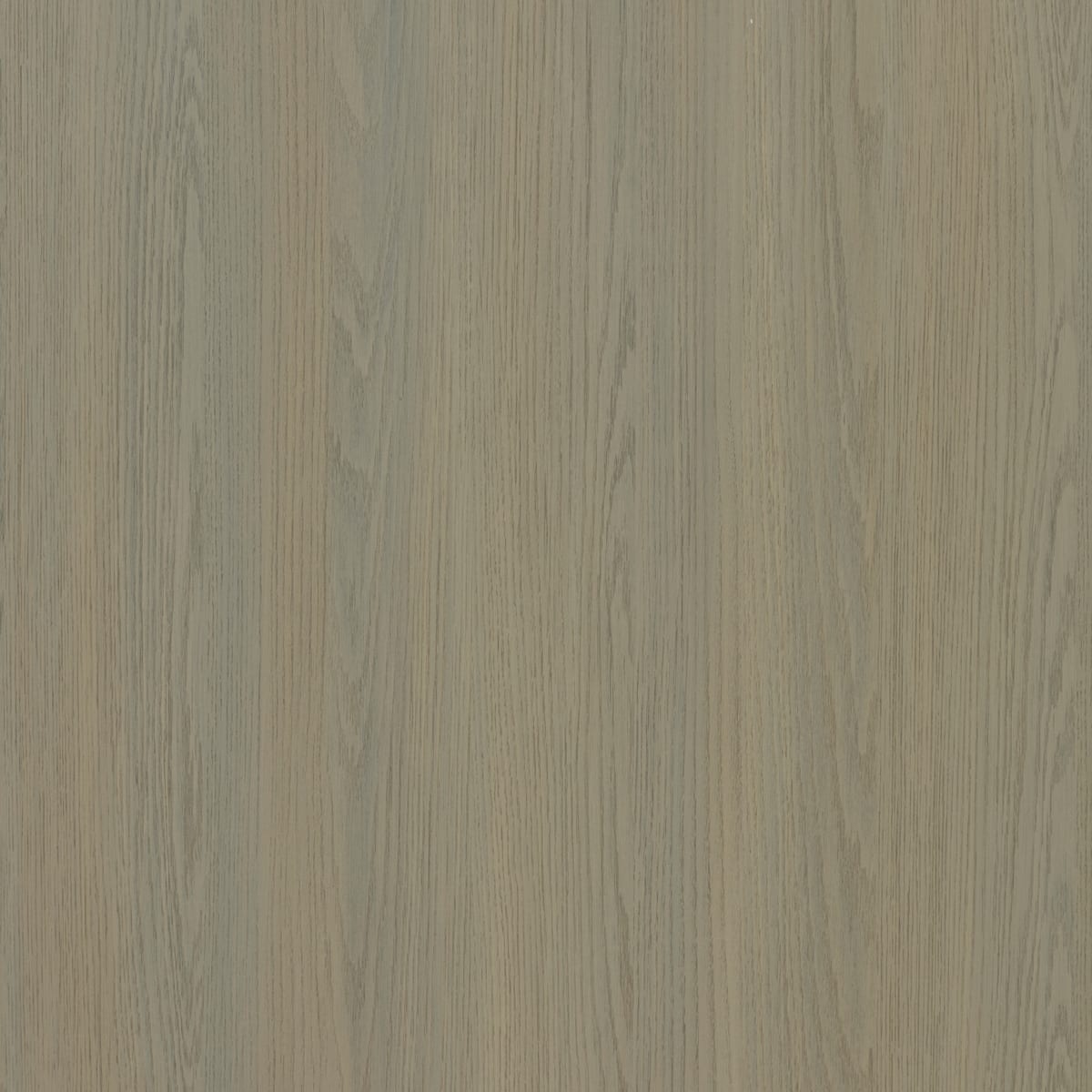 Sand Oak